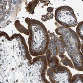 Anti-DNAJB11 antibody produced in rabbit Prestige Antibodies&#174; Powered by Atlas Antibodies, affinity isolated antibody, buffered aqueous glycerol solution