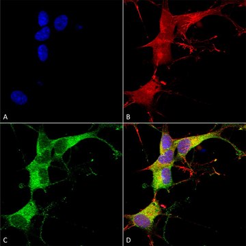 Monoclonal Anti-Eaac1 - Rpe antibody produced in mouse clone S180-41, purified immunoglobulin