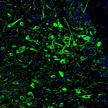 Monoclonal Anti-TPH2 antibody produced in mouse Prestige Antibodies&#174; Powered by Atlas Antibodies, clone CL2990, purified immunoglobulin, buffered aqueous glycerol solution