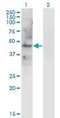 Monoclonal Anti-LAMP2 antibody produced in mouse clone 2G10, purified immunoglobulin, buffered aqueous solution