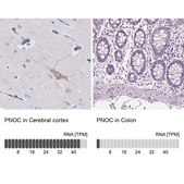 Anti-PNOC antibody produced in rabbit Prestige Antibodies&#174; Powered by Atlas Antibodies, affinity isolated antibody, buffered aqueous glycerol solution