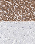 Anti-Phospholamban Antibody, clone 4J16 , ZooMAb&#174; Rabbit Monoclonal recombinant, expressed in HEK 293 cells