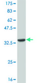 Monoclonal Anti-CNR2 antibody produced in mouse clone 3C7, purified immunoglobulin, buffered aqueous solution