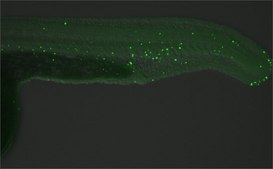 Monoclonal Anti-5-Methylcytosine / 5-mC antibody produced in mouse clone GT4111, affinity isolated antibody