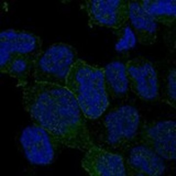 Anti-ITK antibody produced in rabbit Prestige Antibodies&#174; Powered by Atlas Antibodies, affinity isolated antibody, buffered aqueous glycerol solution