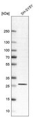 Anti-ARHGDIA antibody produced in rabbit affinity isolated antibody, buffered aqueous glycerol solution