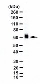 Anti-Glutamate Transporter Antibody, Glial serum, Chemicon&#174;