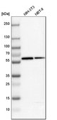 Anti-GC antibody produced in rabbit Prestige Antibodies&#174; Powered by Atlas Antibodies, affinity isolated antibody, buffered aqueous glycerol solution