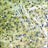 Anti-phospho-c-Jun (pThr239) antibody produced in rabbit affinity isolated antibody