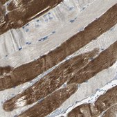 Anti-RAPGEF1 antibody produced in rabbit Prestige Antibodies&#174; Powered by Atlas Antibodies, affinity isolated antibody, buffered aqueous glycerol solution