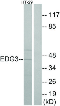 Anti-EDG3 antibody produced in rabbit affinity isolated antibody