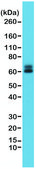 Anti-Paxillin antibody, Rabbit monoclonal recombinant, expressed in HEK 293 cells, clone RM256, purified immunoglobulin