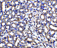Anti-XIAP antibody produced in rabbit affinity isolated antibody, buffered aqueous solution