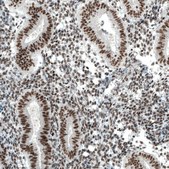 Monoclonal Anti-PBRM1 antibody produced in mouse Prestige Antibodies&#174; Powered by Atlas Antibodies, clone CL0331, purified immunoglobulin, buffered aqueous glycerol solution