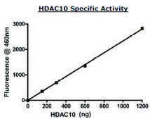 HDAC10 FLAG tag active human recombinant, expressed in baculovirus infected Sf9 cells, ≥38% (SDS-PAGE)