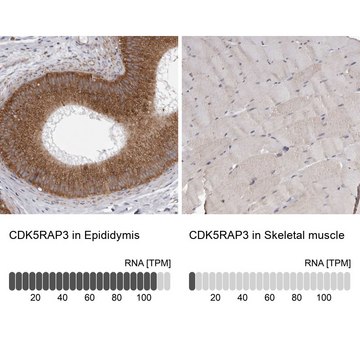 Anti-CDK5RAP3 antibody produced in rabbit Prestige Antibodies&#174; Powered by Atlas Antibodies, affinity isolated antibody, buffered aqueous glycerol solution
