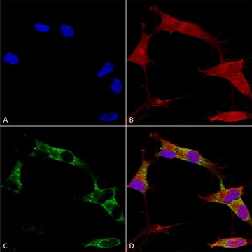 Monoclonal Anti-Vdac1 - Atto 594 antibody produced in mouse clone S152B-23, purified immunoglobulin