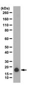 Anti-Cofilin-1 Antibody from rabbit, purified by affinity chromatography