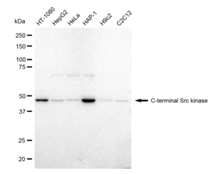 KD-Validated Anti C-terminal Src kinase Antibody, clone 23GB1920, Rabbit Monoclonal clone 23GB1920, recombinant rabbit monoclonal, expressed in HEK293 cells