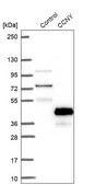 Anti-CCNY antibody produced in rabbit Prestige Antibodies&#174; Powered by Atlas Antibodies, affinity isolated antibody, buffered aqueous glycerol solution