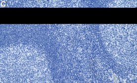 Anti-Lyn Antibody, clone 1E23 ZooMAb&#174; Rabbit Monoclonal recombinant, expressed in HEK 293 cells