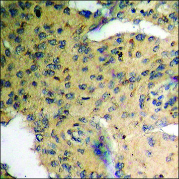 Anti-phospho-Cyclin D3 (pThr283) antibody produced in rabbit affinity isolated antibody