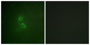 Anti-CD227 antibody produced in rabbit affinity isolated antibody