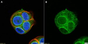 Anti-Notch 3 Antibody, clone 1G17 ZooMAb&#174; Rabbit Monoclonal recombinant, expressed in HEK 293 cells
