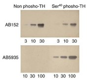 Anti-Tyrosine Hydroxylase Antibody, phosphoSer 40 Chemicon&#174;, from rabbit