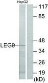 Anti-LEG9 antibody produced in rabbit affinity isolated antibody