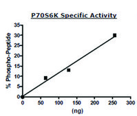 p70S6K active human recombinant, expressed in baculovirus infected Sf9 cells, &#8805;70% (SDS-PAGE)