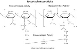 Lysostaphin from Staphylococcus staphylolyticus BioUltra, &#8805;97% (SDS-PAGE), Protein 40-60&#160;% by biuret, &#8805;2,000&#160;units/mg protein