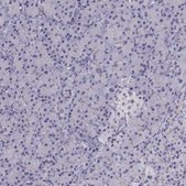 Anti-INCENP Prestige Antibodies&#174; Powered by Atlas Antibodies, affinity isolated antibody