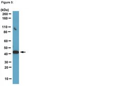 ChIPAb+ TATA Binding Protein (TBP) - ChIP Validated Antibody and Primer Set ascites fluid, from mouse