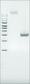 Microbial DNA standard from Escherichia coli Suitable for PCR, sequencing and NGS, 10&#160;ng/&#956;L