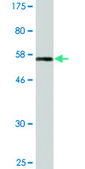 Monoclonal Anti-RND3 antibody produced in mouse clone 1D2, purified immunoglobulin, buffered aqueous solution