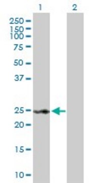 Anti-RAD54B antibody produced in rabbit purified immunoglobulin, buffered aqueous solution