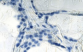 Anti-HES-1 Antibody, clone 2J12 ZooMAb&#174; Rabbit Monoclonal recombinant, expressed in HEK 293 cells