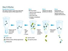 Catch and Release v2.0 Reversible Immunoprecipitation System