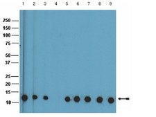 ChIPAb+ Monomethyl-Histone H4 (Lys20) - ChIP Validated Antibody and Primer Set from rabbit, purified by affinity chromatography