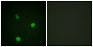 Anti-MITF antibody produced in rabbit affinity isolated antibody