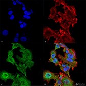 Monoclonal Anti-Lar/Ptprf antibody produced in mouse clone S165-38, purified immunoglobulin