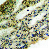 Anti-phospho-IkappaB-&#945; (pTyr42) antibody produced in rabbit affinity isolated antibody