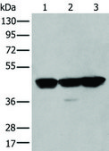 Anti-PLAG1 affinity isolated antibody