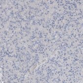 Anti-ARG1 antibody produced in rabbit Prestige Antibodies&#174; Powered by Atlas Antibodies, affinity isolated antibody, buffered aqueous glycerol solution
