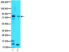 Anti-Notch 1 Antibody, NT serum, from rabbit
