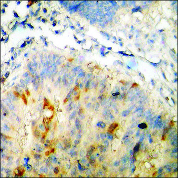 Anti-phospho-CDK1/CDC2 (pThr14) antibody produced in rabbit affinity isolated antibody