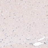 Monoclonal Anti-POU3F2 antibody produced in mouse Prestige Antibodies&#174; Powered by Atlas Antibodies, clone CL6228, purified immunoglobulin, buffered aqueous glycerol solution