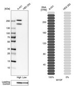 Anti-MYOF antibody produced in rabbit Prestige Antibodies&#174; Powered by Atlas Antibodies, affinity isolated antibody, buffered aqueous glycerol solution