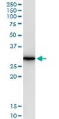 Monoclonal Anti-AREG antibody produced in mouse clone 3E4, purified immunoglobulin, buffered aqueous solution